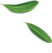 hero leaf 1